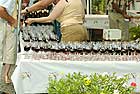 Alle mit den Sonderschiffen angereisten Gäste erhalten bei der Rotweinprobe und dem Rotweinfest in  am Mittelrhein kostenlos ein Glas Rotwein und ein Weinglas als Andenken.